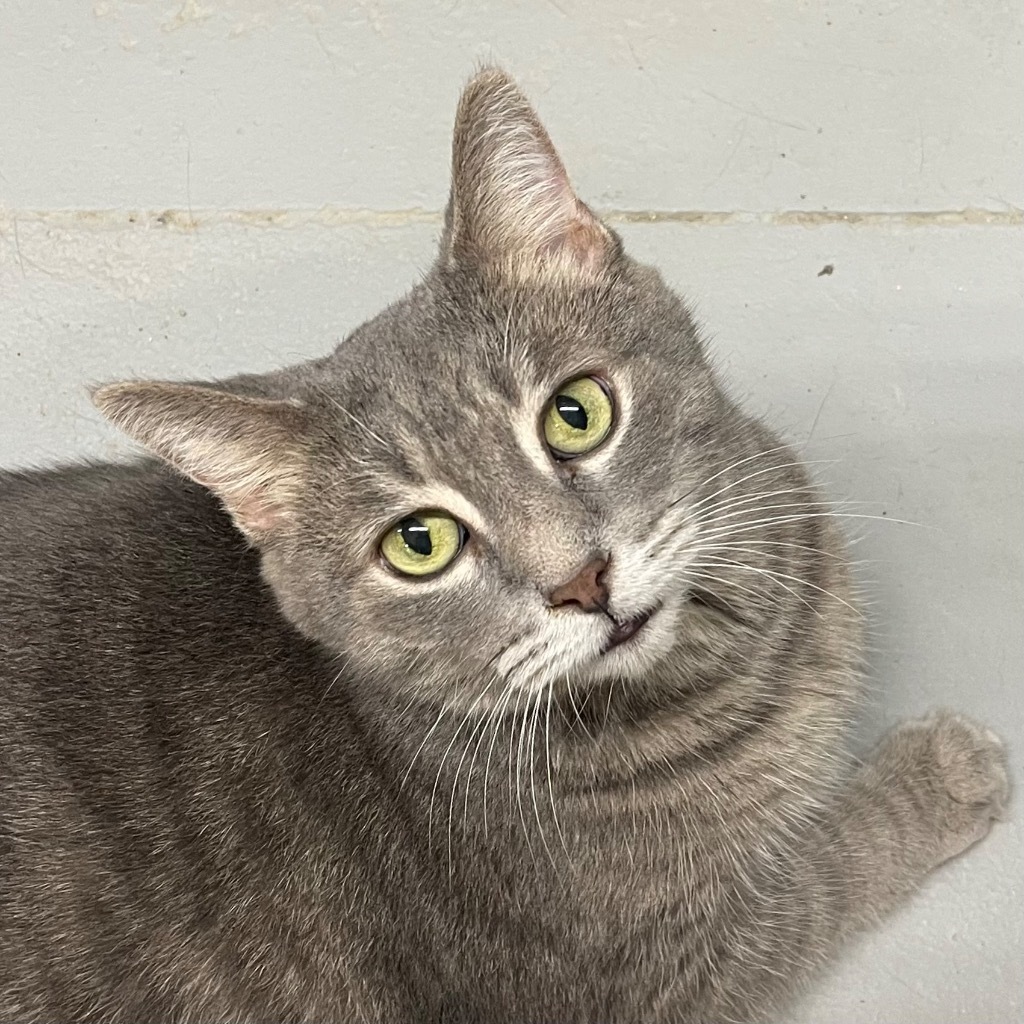 OSCAR