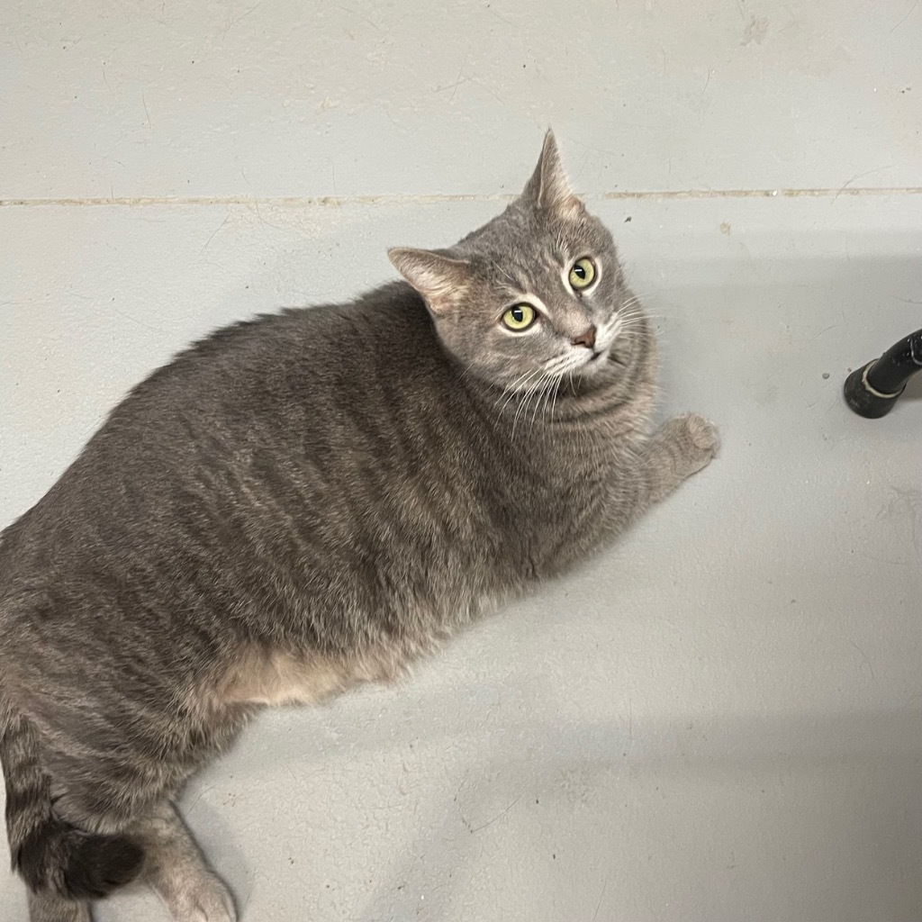 OSCAR