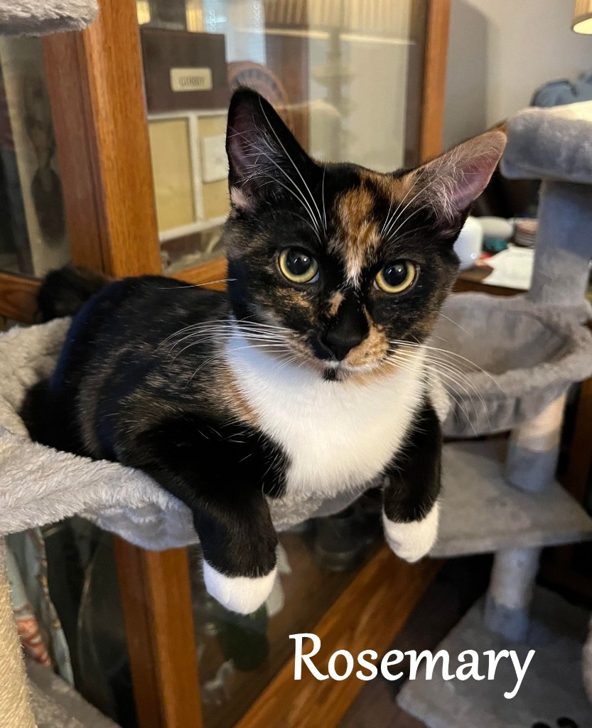 Rosemary (Piper), an adoptable Domestic Short Hair in Hoover , AL, 35226 | Photo Image 1