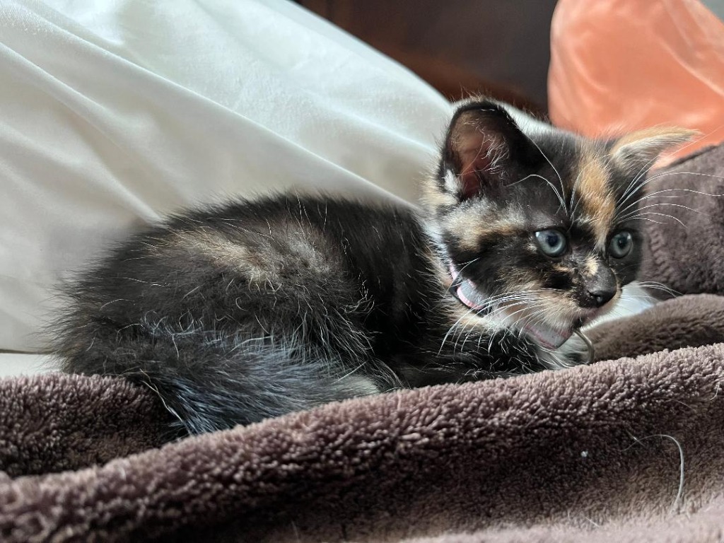 Rosemary (Piper), an adoptable Domestic Short Hair in Hoover , AL, 35226 | Photo Image 3