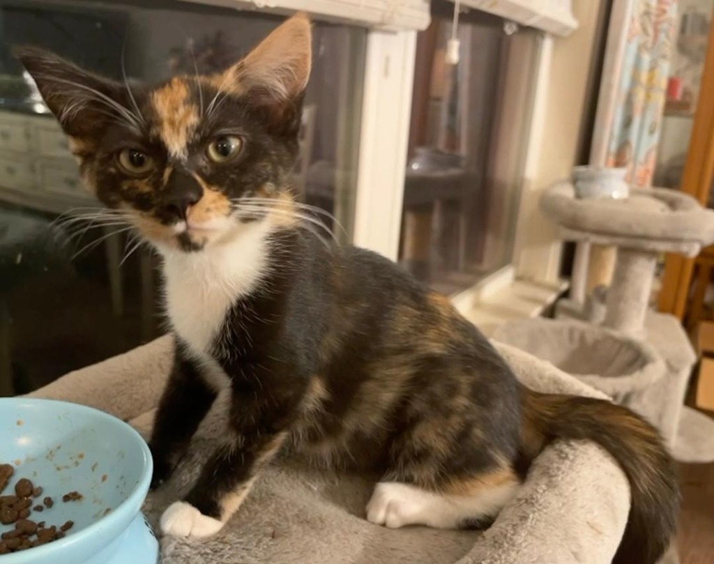 Rosemary (Piper), an adoptable Domestic Short Hair in Hoover , AL, 35226 | Photo Image 5