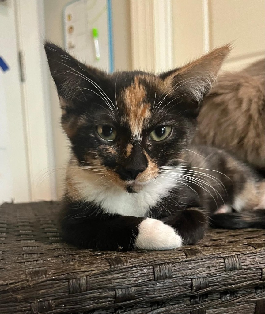 Rosemary (Piper), an adoptable Domestic Short Hair in Hoover , AL, 35226 | Photo Image 6