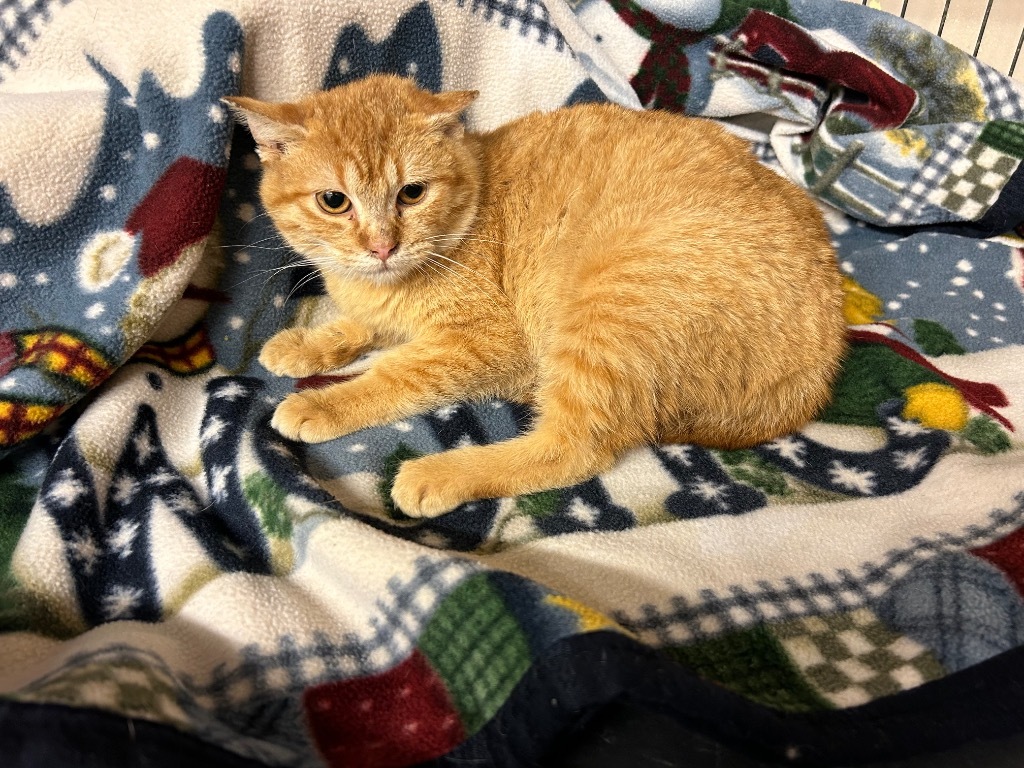 Cheddar, an adoptable Domestic Short Hair in Elbow Lake, MN, 56531 | Photo Image 2
