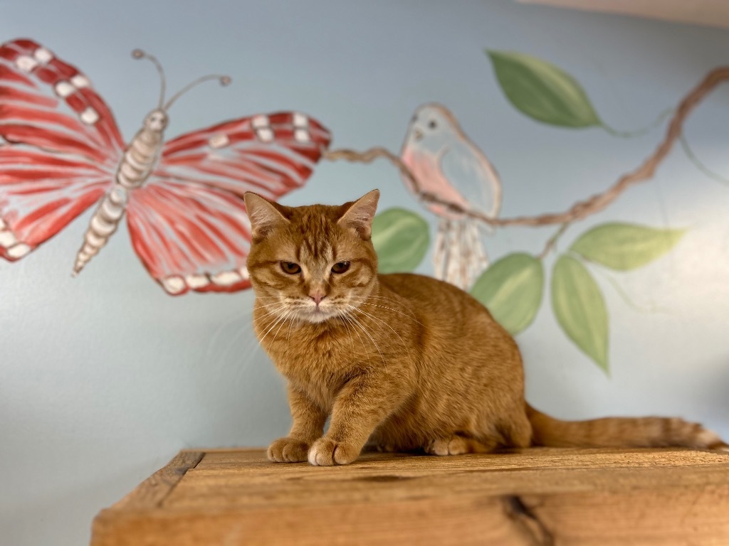 Cheddar, an adoptable Domestic Short Hair in Elbow Lake, MN, 56531 | Photo Image 2