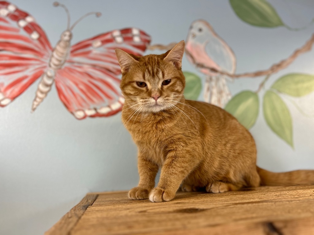 Cheddar, an adoptable Domestic Short Hair in Elbow Lake, MN, 56531 | Photo Image 1