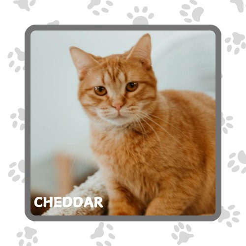 Cheddar, an adoptable Domestic Short Hair in Elbow Lake, MN, 56531 | Photo Image 1