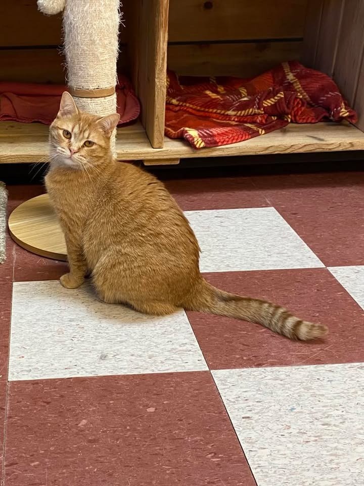 Cheddar, an adoptable Domestic Short Hair in Elbow Lake, MN, 56531 | Photo Image 6