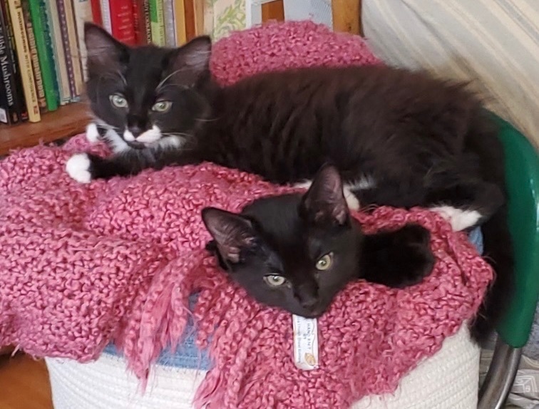 Cat for adoption Brother Kittens a Domestic Short Hair in Salem NH