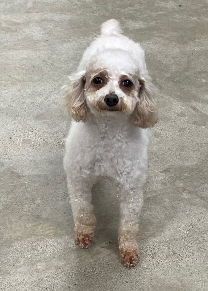 Petfinder miniature poodle sale