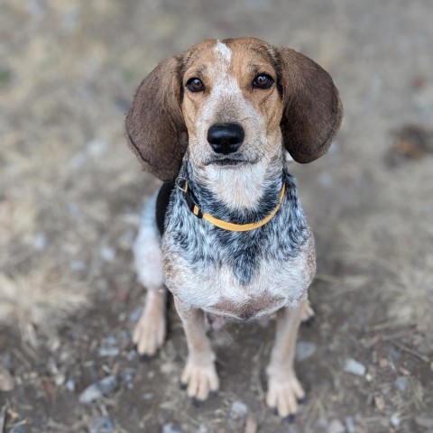 Bluetick and cheap walker mix