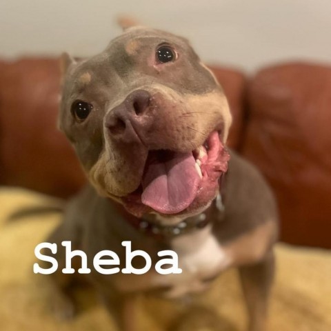 Sheba 3