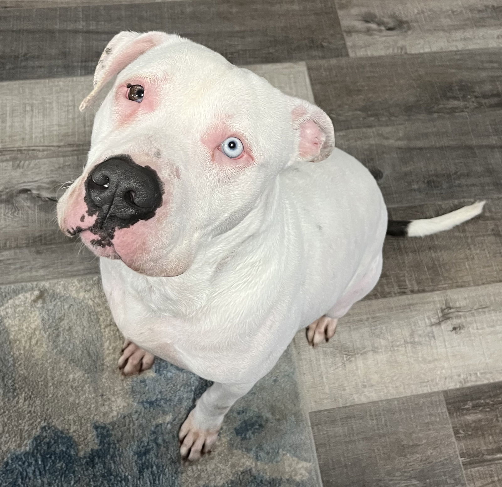 Phineas, an adoptable Pit Bull Terrier, American Bulldog in Sistersville, WV, 26175 | Photo Image 1
