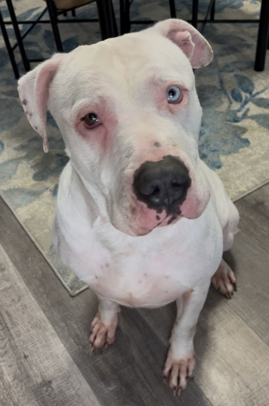 Phineas, an adoptable Pit Bull Terrier, American Bulldog in Sistersville, WV, 26175 | Photo Image 1