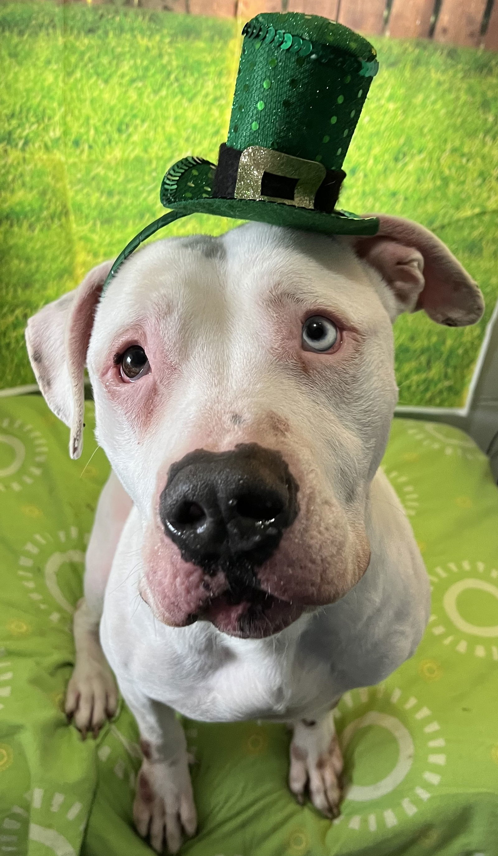 Phineas, an adoptable Pit Bull Terrier, American Bulldog in Sistersville, WV, 26175 | Photo Image 3