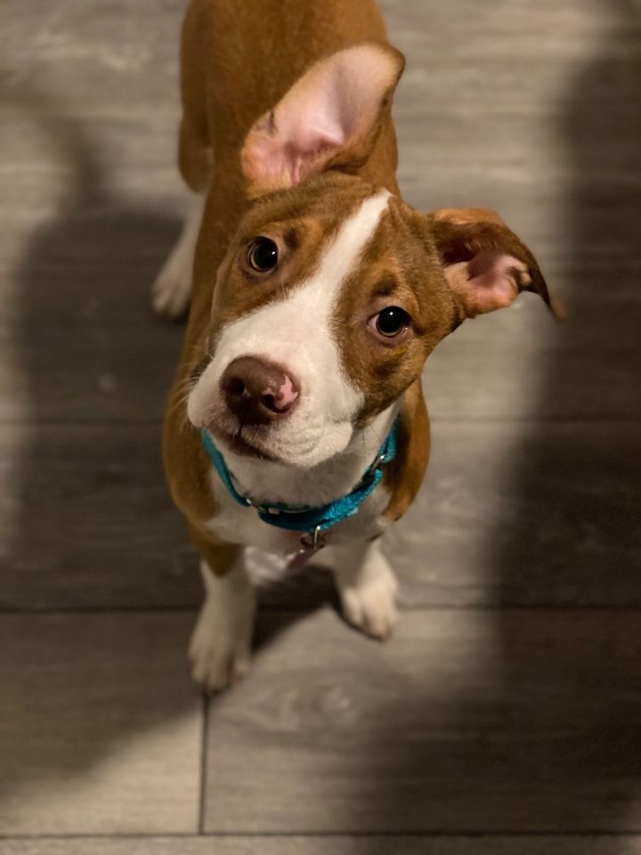 Dog for adoption Amber, a Boxer & Boston Terrier Mix in Painesville, OH Petfinder