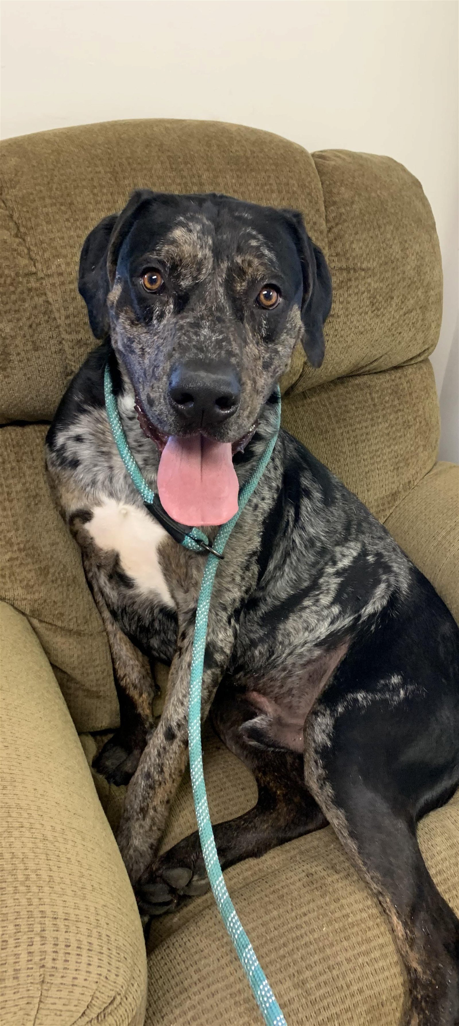 Tiny, an adoptable Great Dane, Catahoula Leopard Dog in Webster, WI, 54893 | Photo Image 1