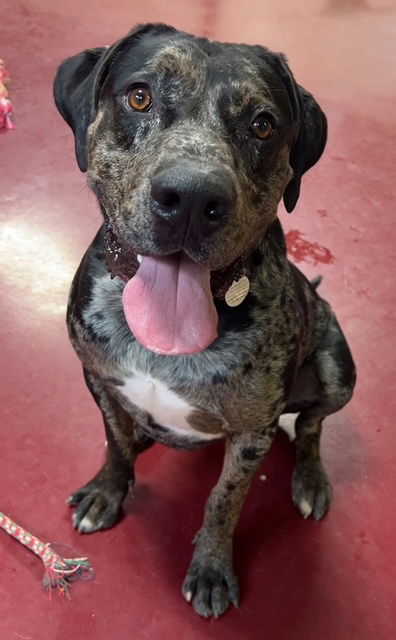 Tiny, an adoptable Great Dane, Catahoula Leopard Dog in Webster, WI, 54893 | Photo Image 1