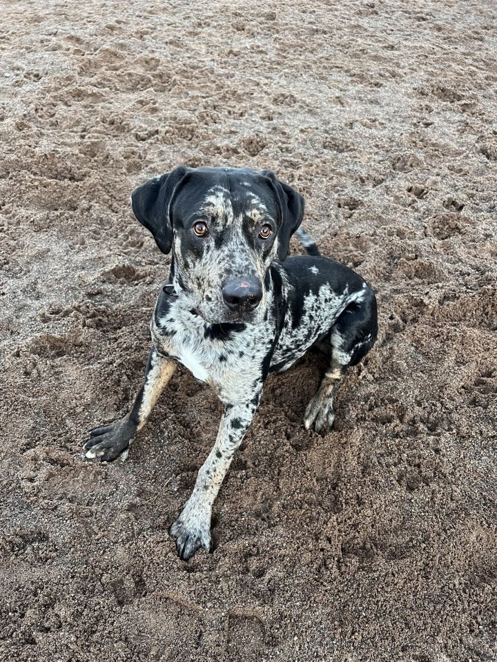 Catahoula leopard dog great best sale dane mix