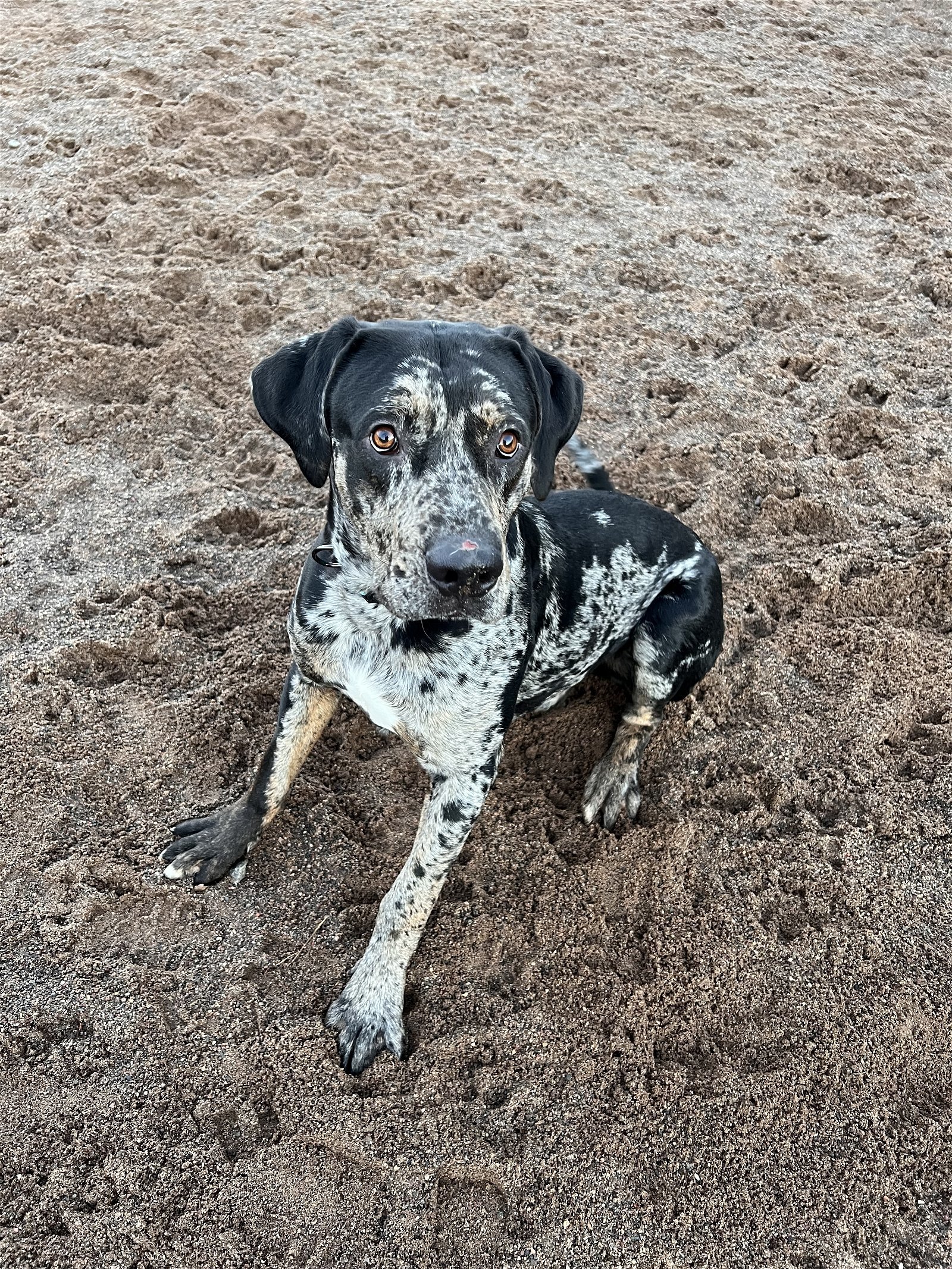 Tiny, an adoptable Great Dane, Catahoula Leopard Dog in Webster, WI, 54893 | Photo Image 2