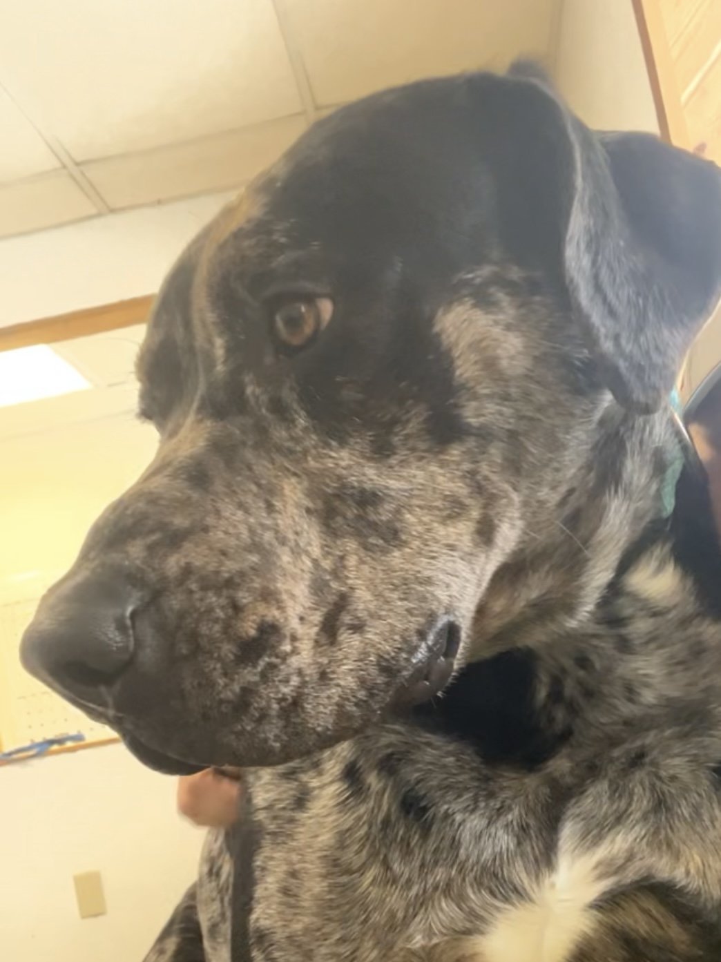 Tiny, an adoptable Great Dane, Catahoula Leopard Dog in Webster, WI, 54893 | Photo Image 3