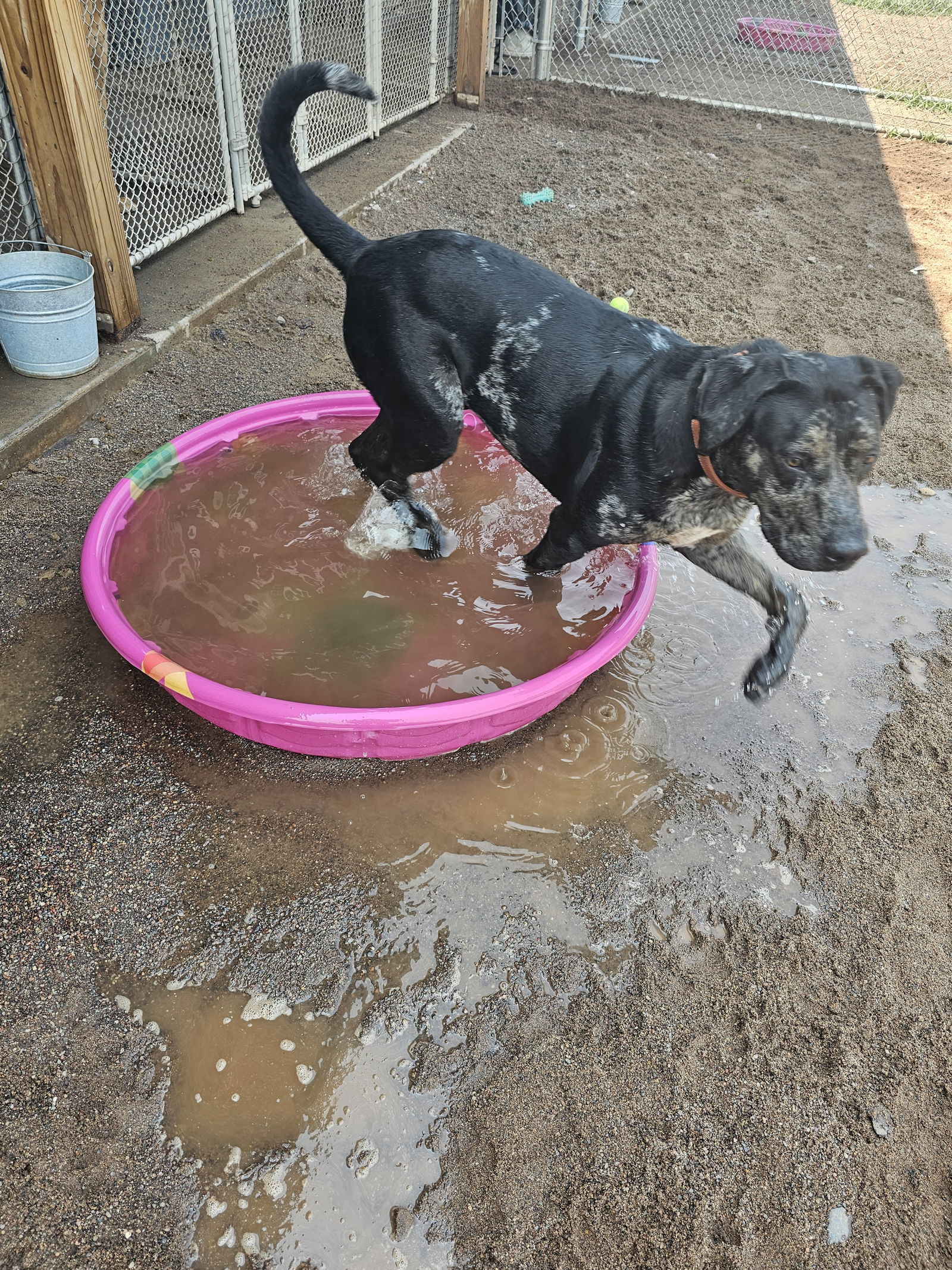 Tiny, an adoptable Great Dane, Catahoula Leopard Dog in Webster, WI, 54893 | Photo Image 3