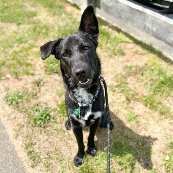 Mountain cur sale german shepherd mix