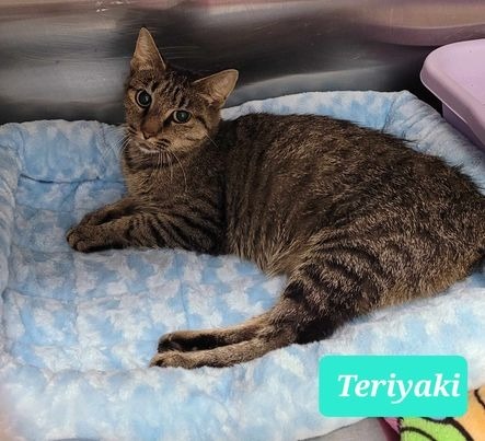 Teriyaki 3
