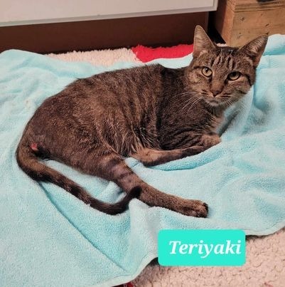 Teriyaki 6