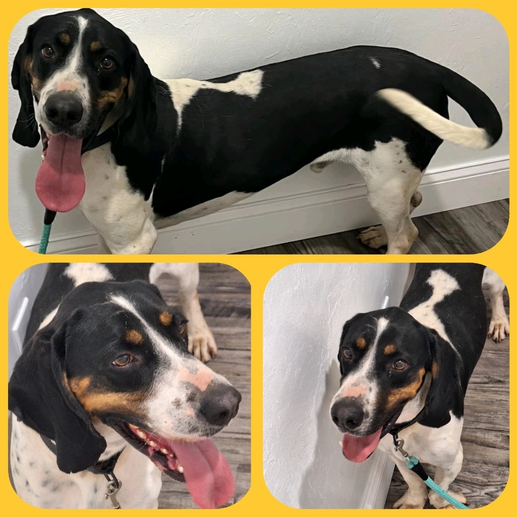 Tex, an adoptable Basset Hound, Hound in Labelle, FL, 33975 | Photo Image 1