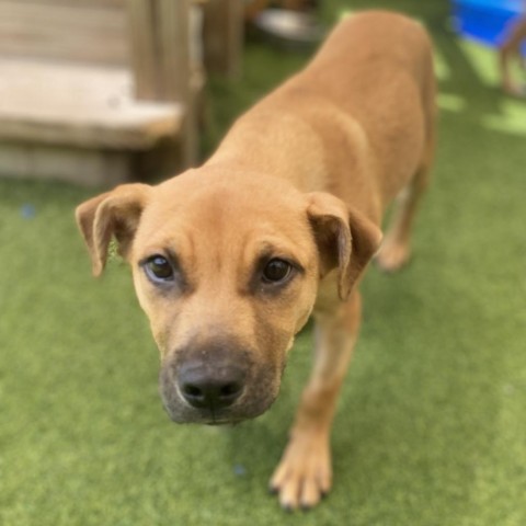 Black mouth cur hot sale lab mix puppy