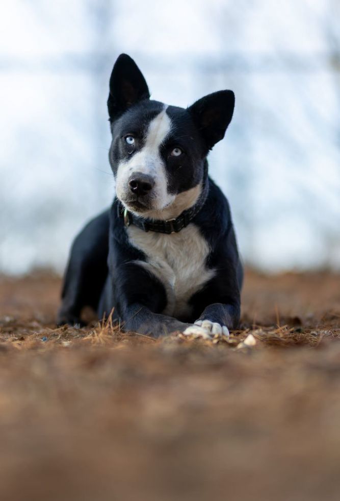 Boston terrier siberian husky 2024 mix