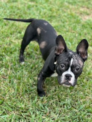 This 7-month old French bully mix is full of puppy energy He enthusiastically introduces himself to
