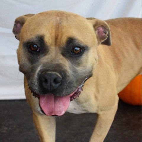 Mishka, an adoptable Boxer, Pit Bull Terrier in Rifle, CO, 81650 | Photo Image 1