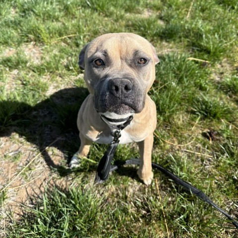 Mishka, an adoptable Boxer, Pit Bull Terrier in Rifle, CO, 81650 | Photo Image 1