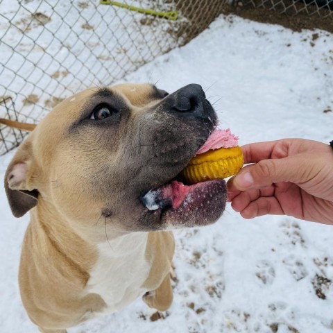 Mishka, an adoptable Boxer, Pit Bull Terrier in Rifle, CO, 81650 | Photo Image 2