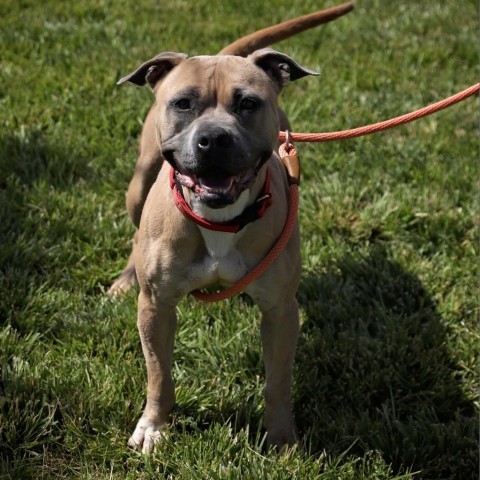 Mishka, an adoptable Boxer, Pit Bull Terrier in Rifle, CO, 81650 | Photo Image 2