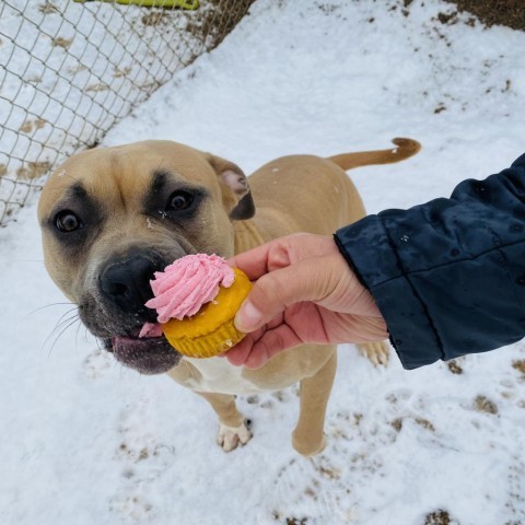 Mishka, an adoptable Boxer, Pit Bull Terrier in Rifle, CO, 81650 | Photo Image 3