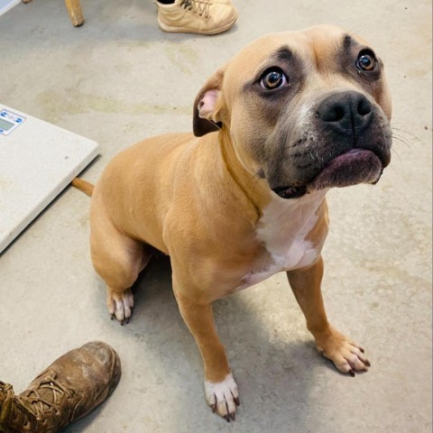 Mishka, an adoptable Boxer, Pit Bull Terrier in Rifle, CO, 81650 | Photo Image 3