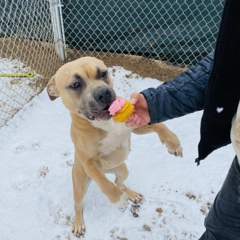 Mishka, an adoptable Boxer, Pit Bull Terrier in Rifle, CO, 81650 | Photo Image 4