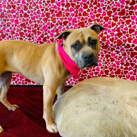 Mishka, an adoptable Boxer, Pit Bull Terrier in Rifle, CO, 81650 | Photo Image 5