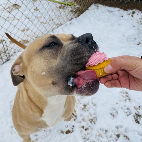 Mishka, an adoptable Boxer, Pit Bull Terrier in Rifle, CO, 81650 | Photo Image 6