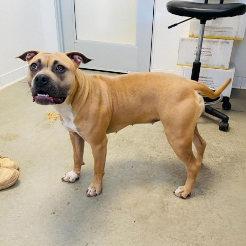 Ruby, an adoptable Boxer, Pit Bull Terrier in Rifle, CO, 81650 | Photo Image 6