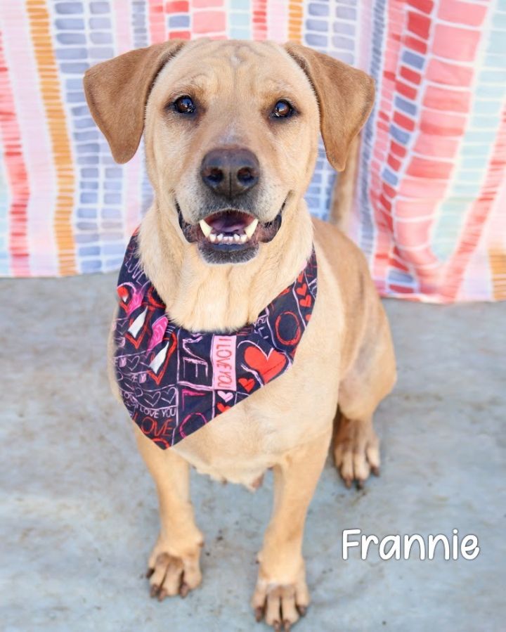 Animal store shelter labrador