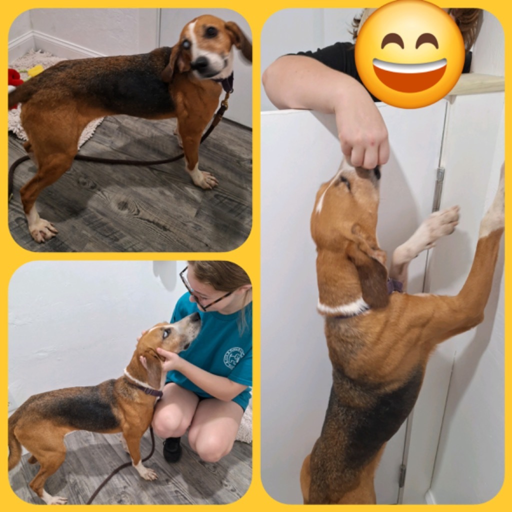 Millie, an adoptable Treeing Walker Coonhound in Labelle, FL, 33975 | Photo Image 1