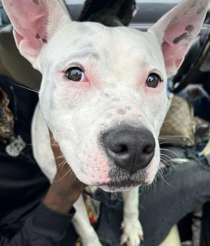 Mayo- IN FOSTER