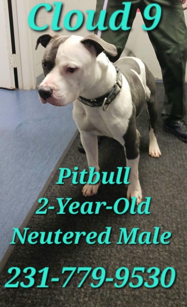 Dogs at Wexford County Animal Shelter Shelter Animal