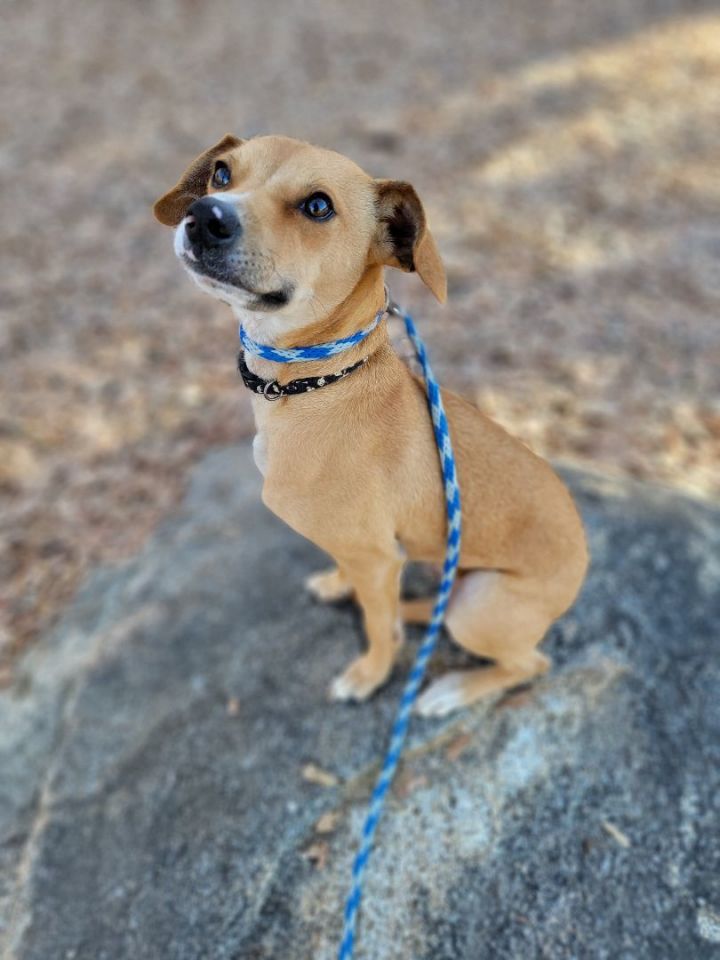 Whippet and 2024 chihuahua mix