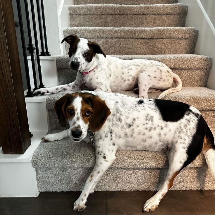 English pointer terrier store mix