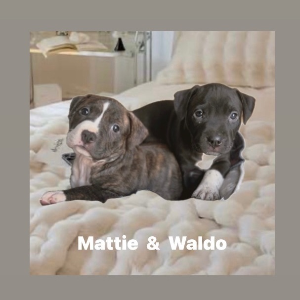 Mattie, an adopted American Staffordshire Terrier Mix in Rochester, NY_image-5