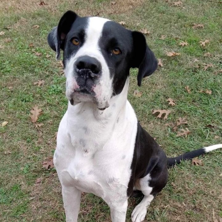 Boxer cross best sale great dane puppies